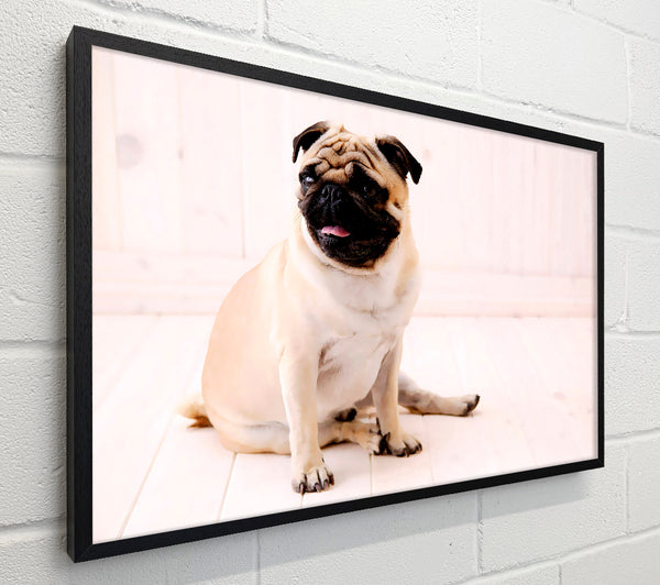 Pug Dog