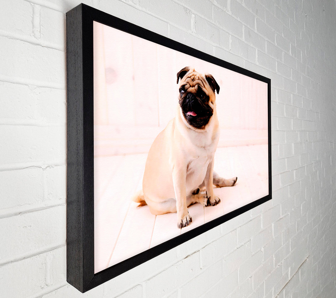  A Canvas Print of Pug Dog Canvas Print