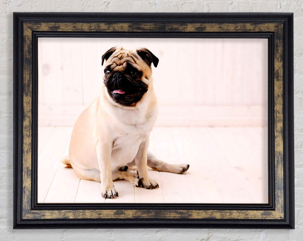 Pug Dog Framed Print