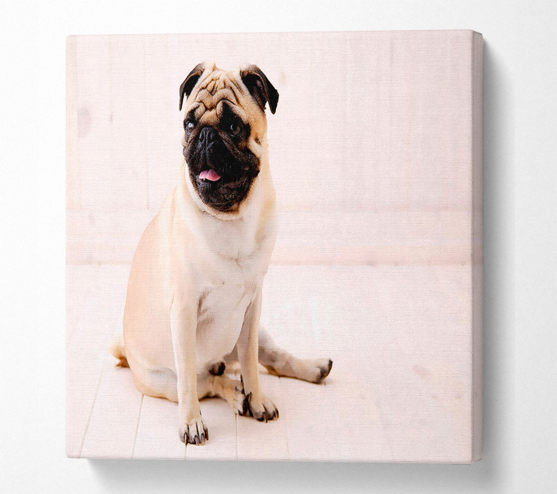  A Canvas Print of Pug Dog Canvas Print