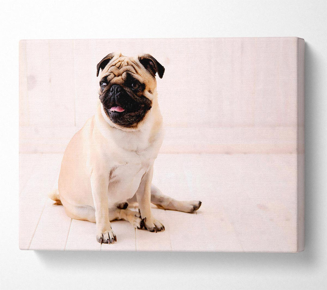  A Canvas Print of Pug Dog Canvas Print