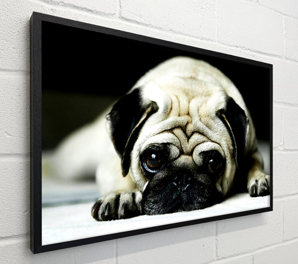 Pug