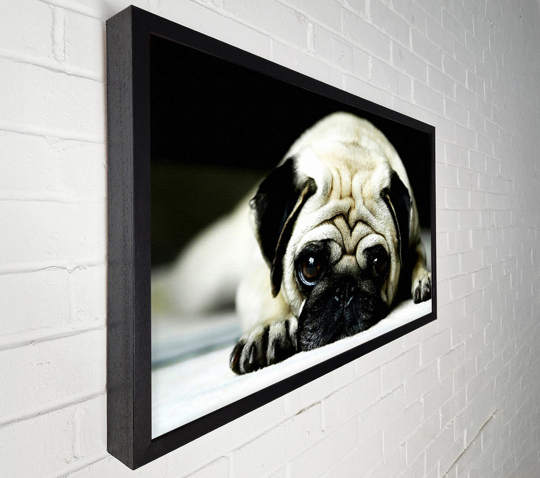  A Canvas Print of Pug Canvas Wall Art