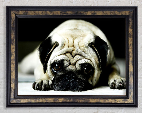Pug Framed Print