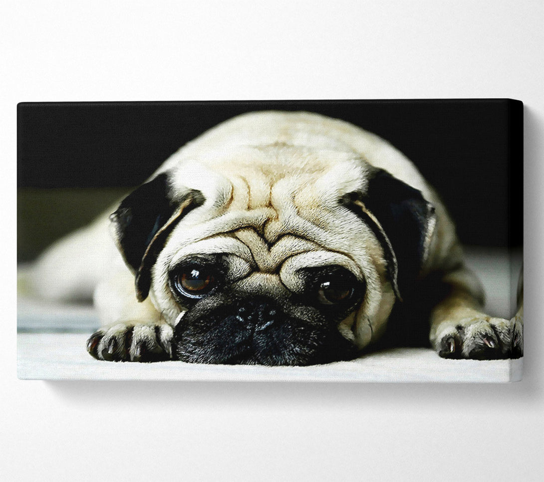  A Canvas Print of Pug Canvas Wall Art