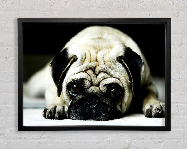 Mops