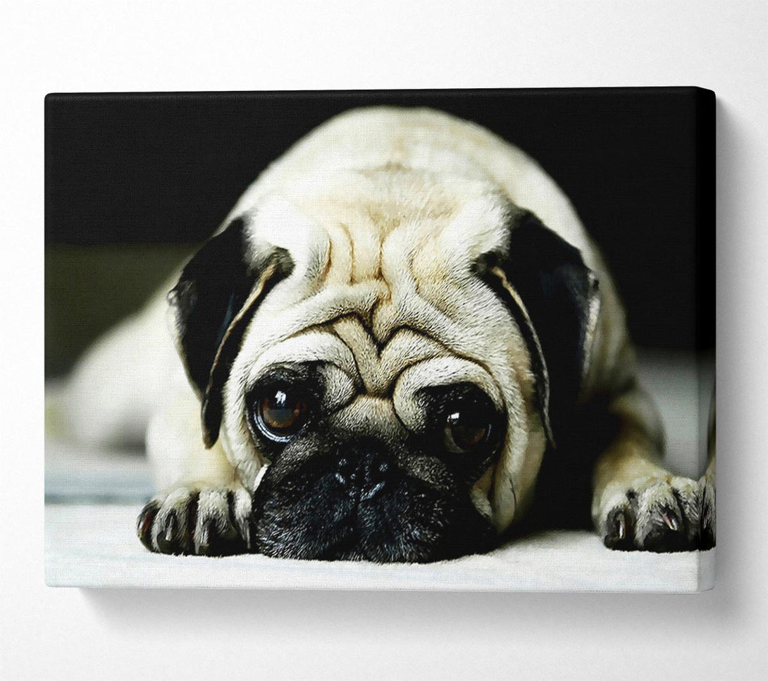  A Canvas Print of Pug Canvas Wall Art