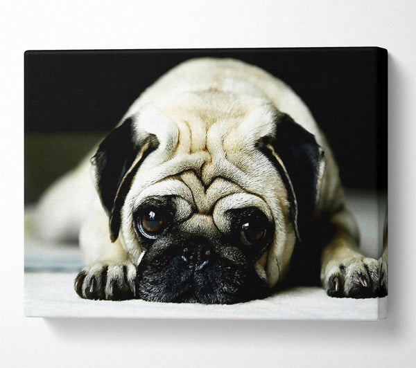  A Canvas Print of Pug Canvas Wall Art
