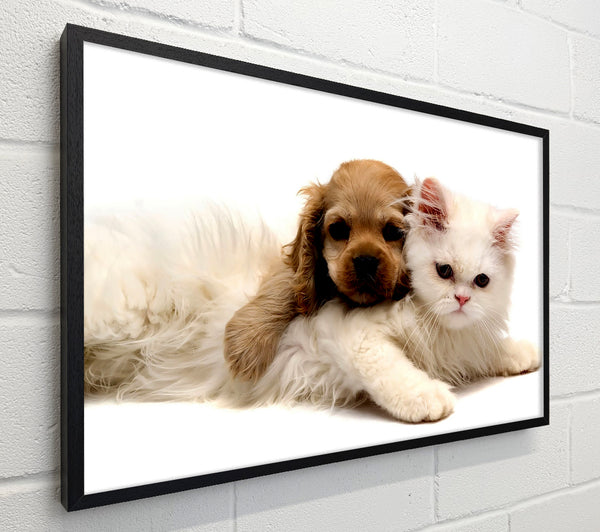 Puppy And Kitten Love