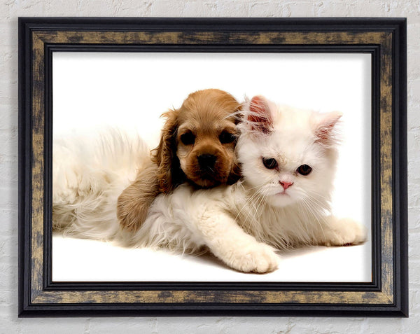 Puppy And Kitten Love Framed Print