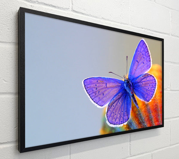 Purple Butterfly