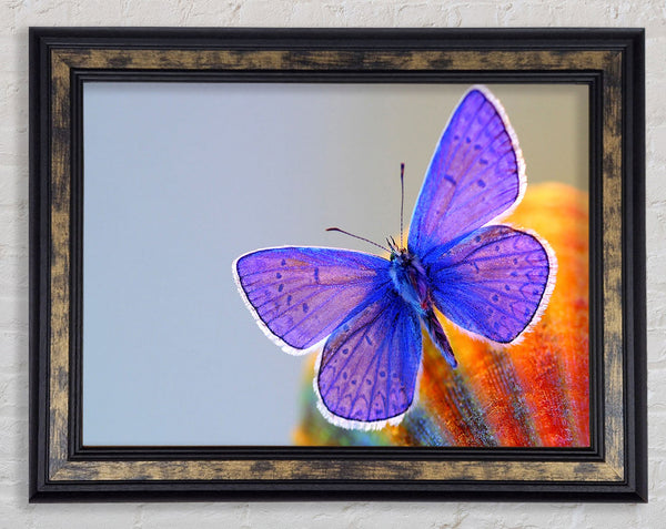 Purple Butterfly Framed Print