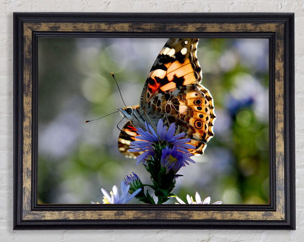 Purple Flower Butterfly Framed Print
