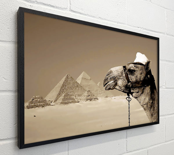 Pyramid Camel