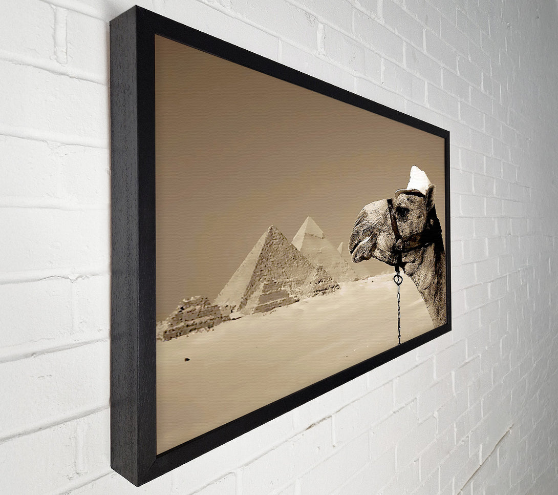  A Canvas Print of Pyramid Camel Canvas Art