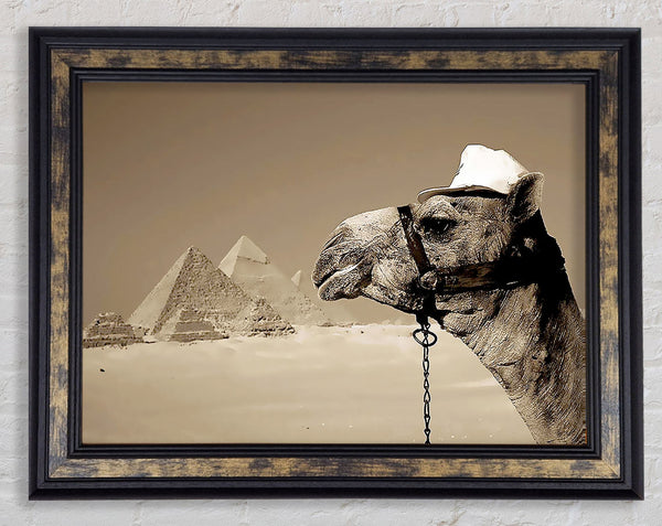 Pyramid Camel Framed Print