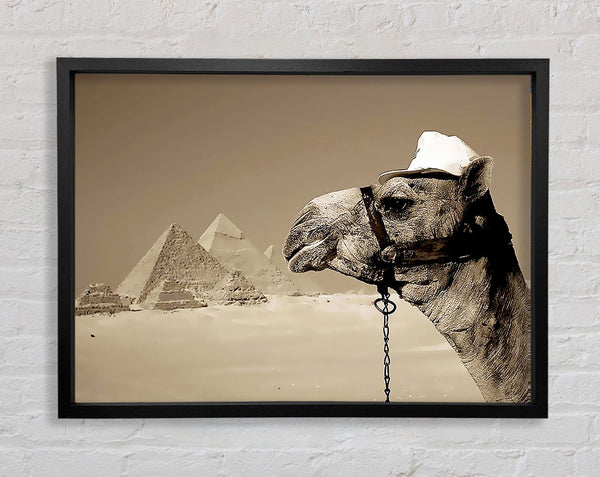 Pyramid Camel Framed Print