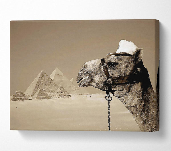  A Canvas Print of Pyramid Camel Canvas Art