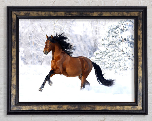Racing Horse Framed Print