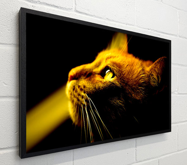 Red Cat Profile