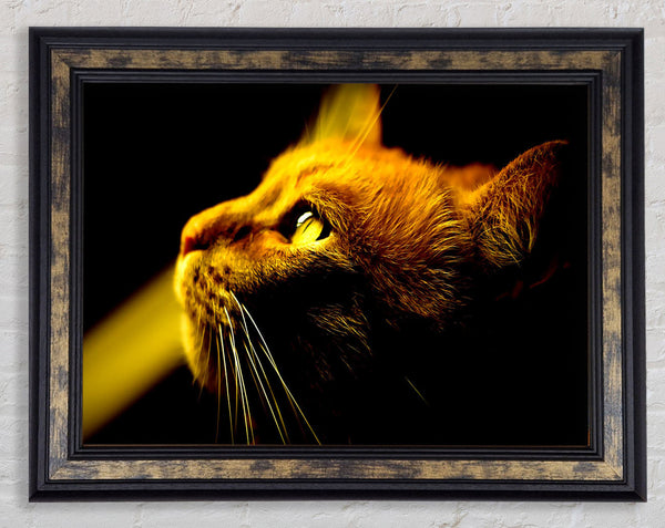 Red Cat Profile
