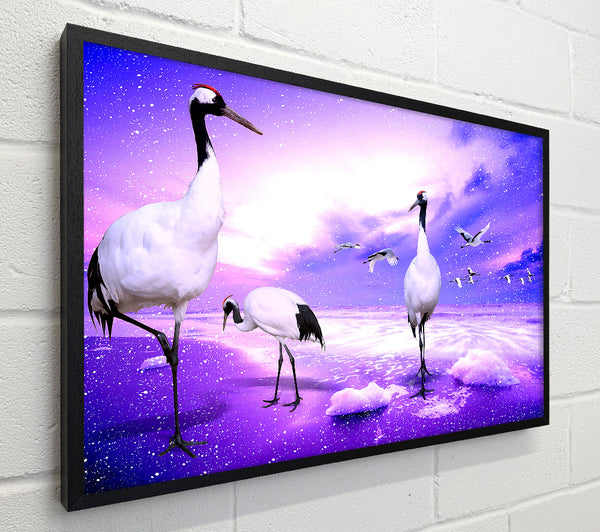Red Crowned Cranes Japan