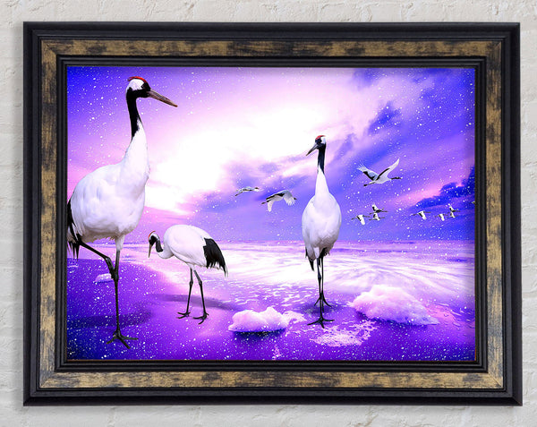 Red Crowned Cranes Japan Framed Print