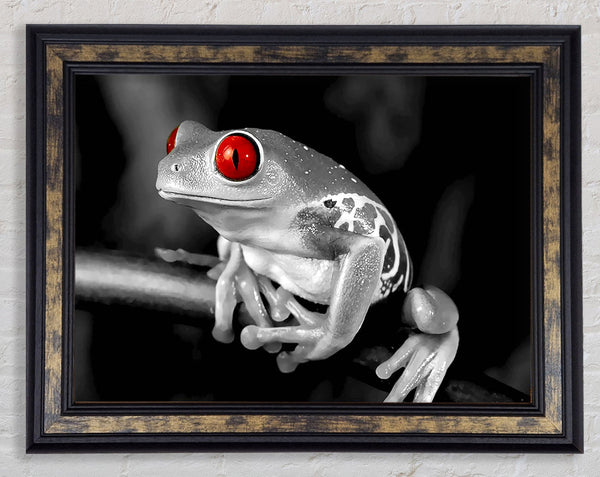 Red Eyed Frog Framed Print