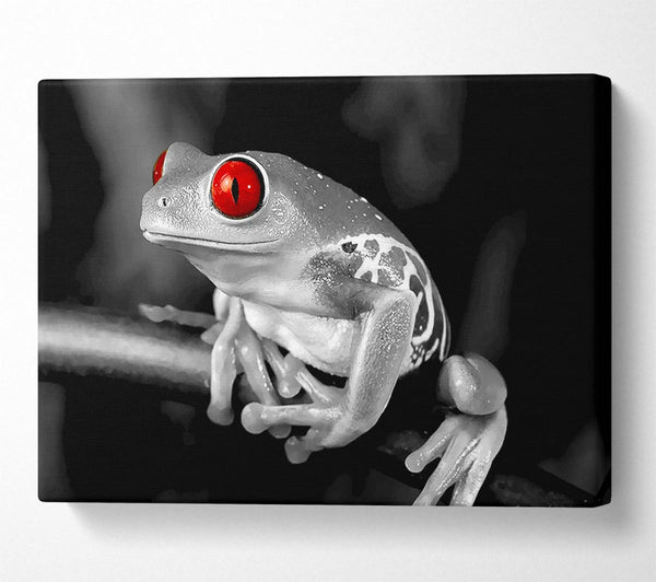 Red Eyed Frog Canvas Wall Art