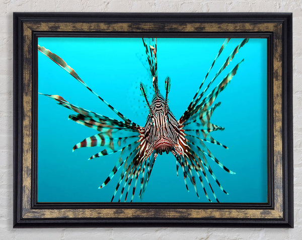 Red Lionfish