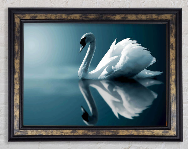 Reflections Of A Swan Framed Print