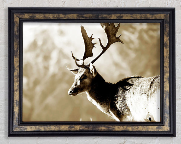 Reindeer Framed Print