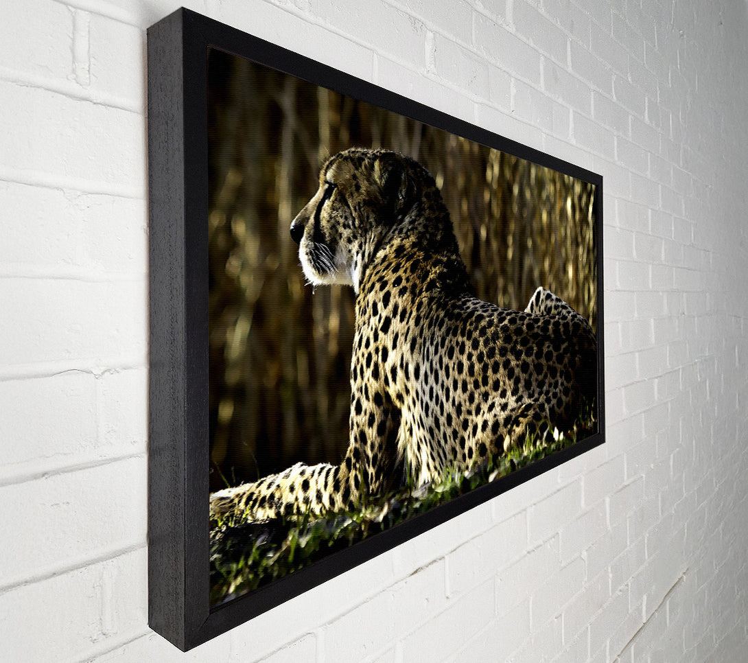  A Canvas Print of Resting Cheetah Canvas Print