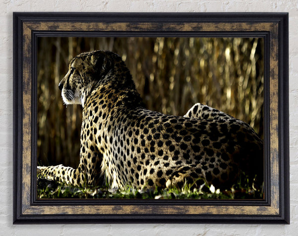 Resting Cheetah Framed Print