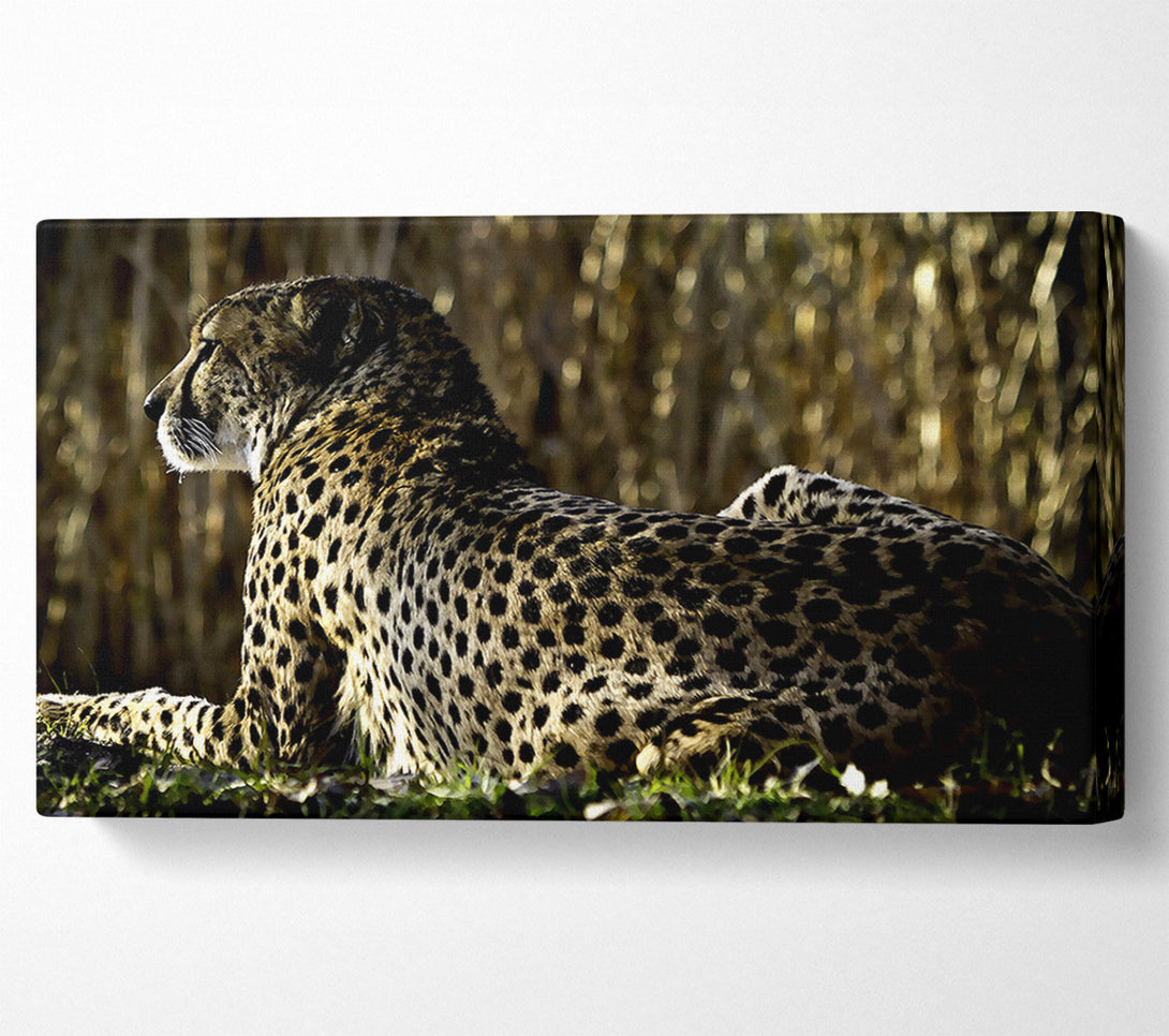  A Canvas Print of Resting Cheetah Canvas Print