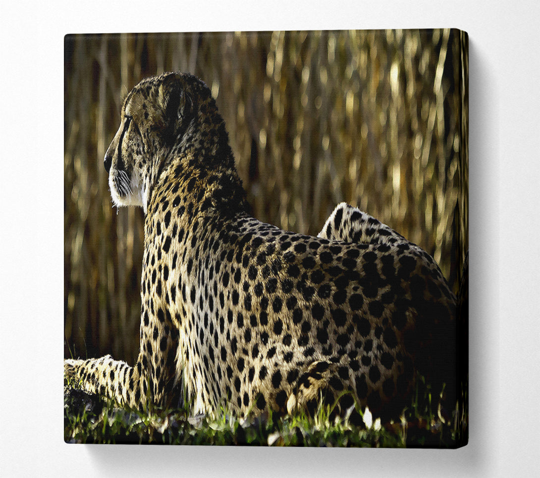 A Canvas Print of Resting Cheetah Canvas Print