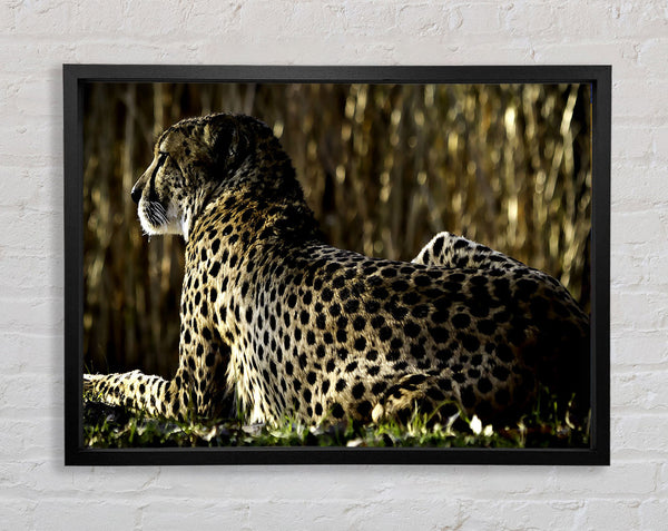 Ruhender Gepard