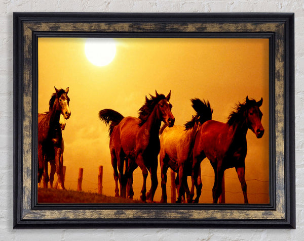Running Horses At Sunset Framed Print