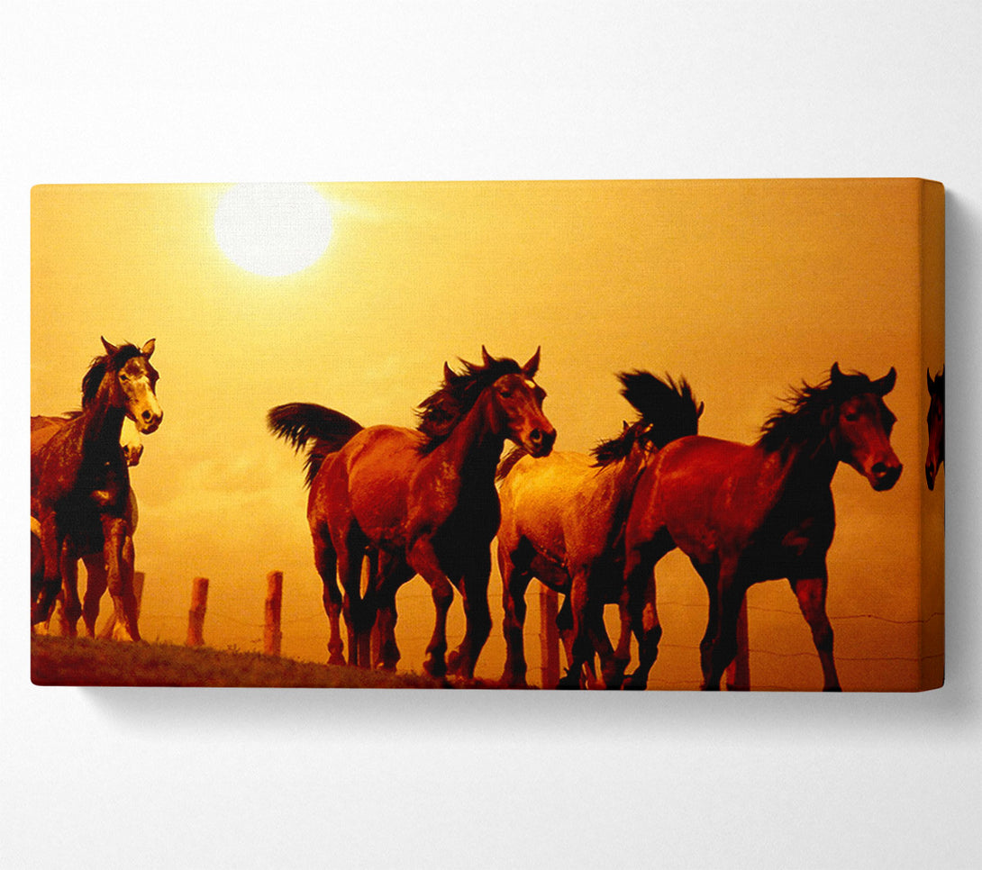  A Canvas Print of Running Horses At Sunset Canvas Art