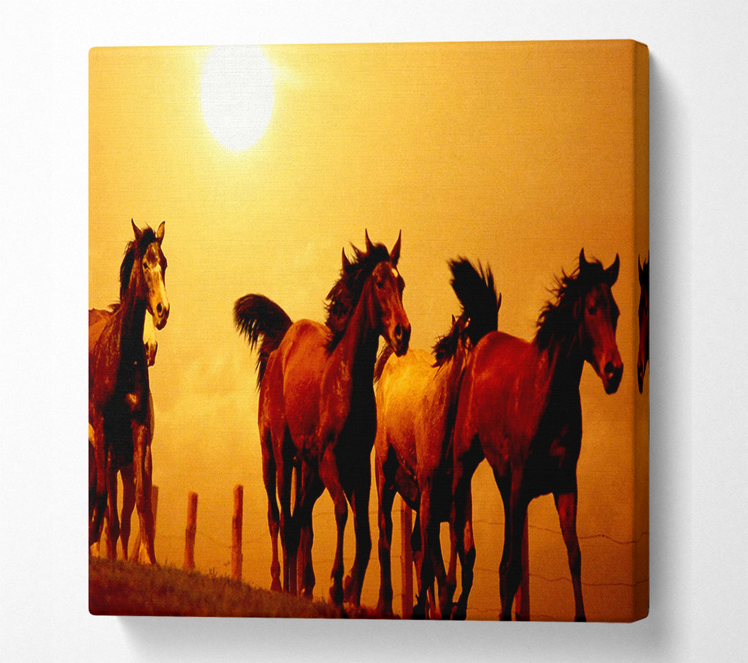  A Canvas Print of Running Horses At Sunset Canvas Art