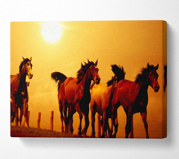  A Canvas Print of Running Horses At Sunset Canvas Art