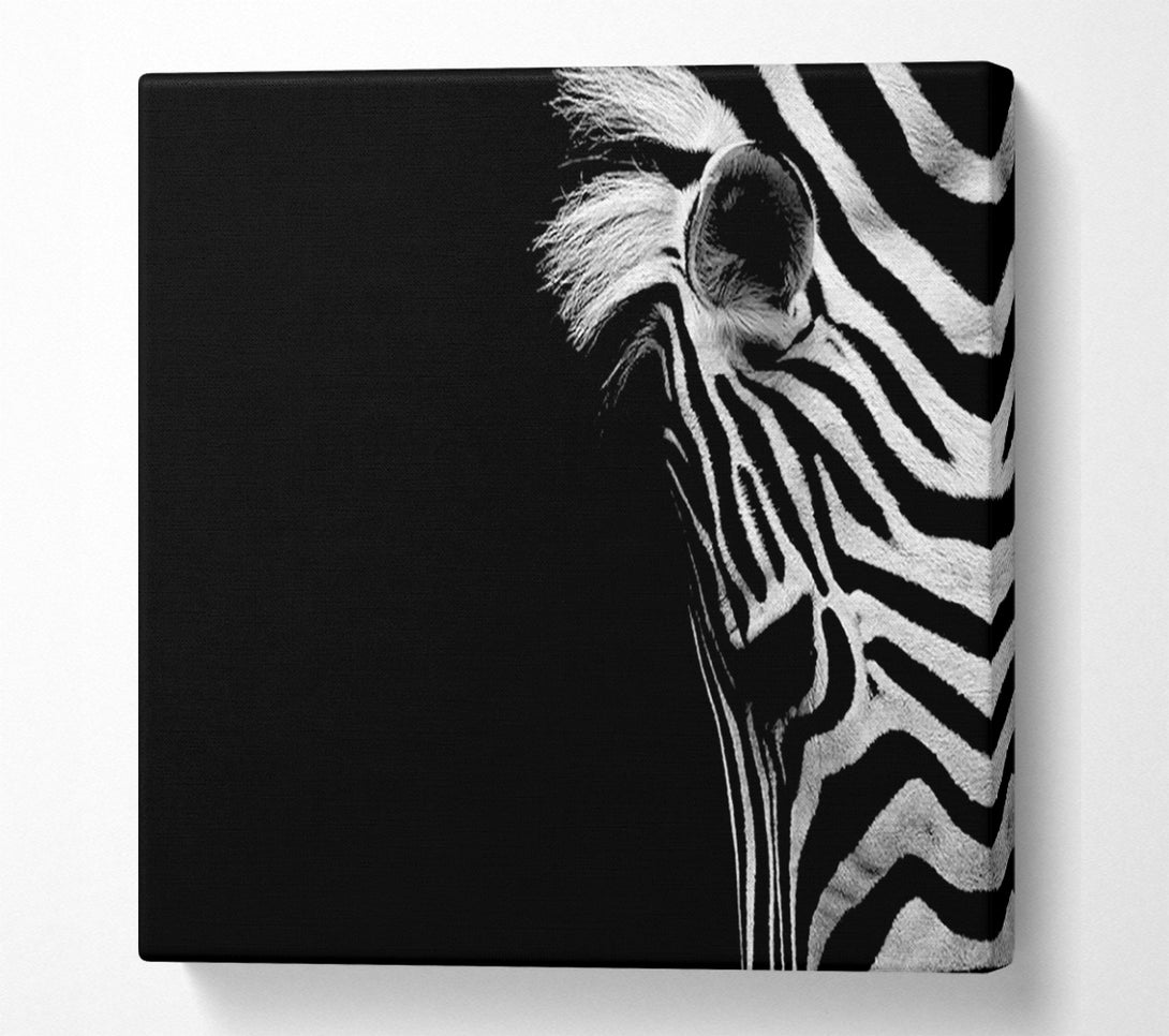  A Canvas Print of Sad Zebra Canvas Print