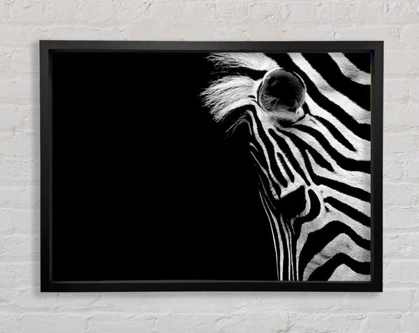 Trauriges Zebra