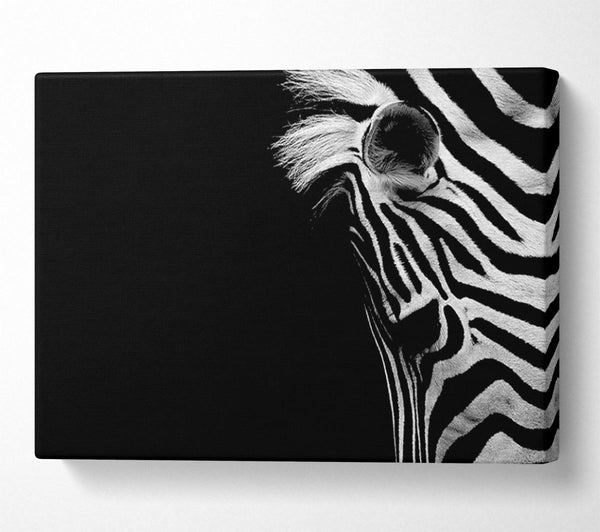  A Canvas Print of Sad Zebra Canvas Print