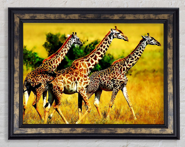 Safari Giraffe Framed Print