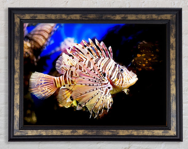 Sea Life Framed Print