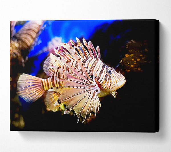  A Canvas Print of Sea Life Canvas Print