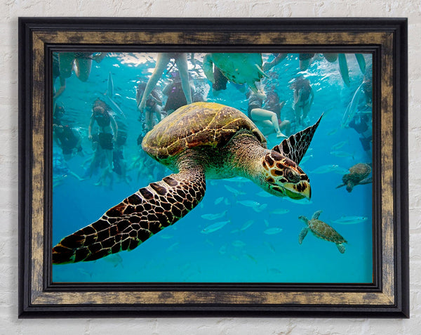 Sea Turtle Under Water Framed Print