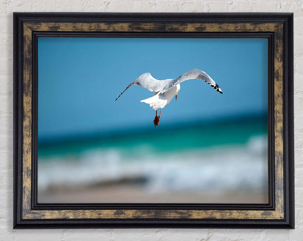 Seagull Over The Ocean Framed Print