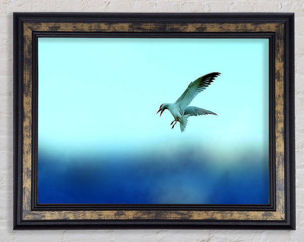 Seagull Framed Print